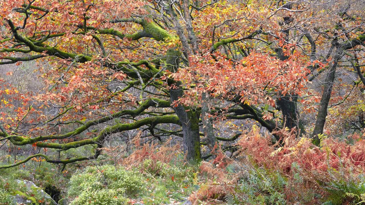 pacíficos, serenos bosques de otoño e invierno, un suave arroyo que serpentea por la orilla del río, robles dorados y hojas de bronce caídas