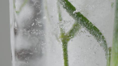 fotografía macro abstracta de una flor congelada