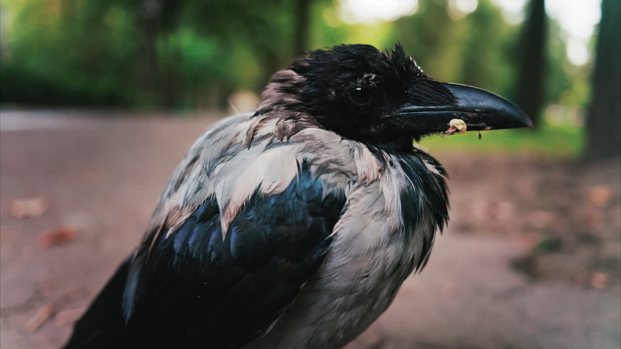 Black little baby crow seating on a road in a green park in summer