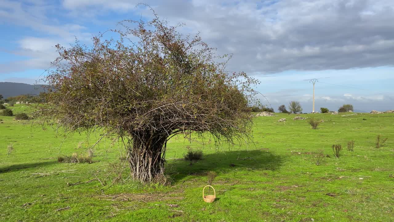 filming of a spectacular large wild specimen of Rosa canina, it is in a beautiful green meadow and next to it there is a wicker basket, the sky is blue and with clouds, everything is in slow motion