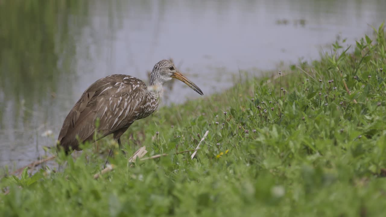 pájaro limpkin pastando en la hierba a lo largo de la costa