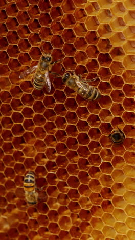 dark brown spot on the light yellow wax frame. bees moving around the honeycombs and crawling into the cells. close up. vertical video