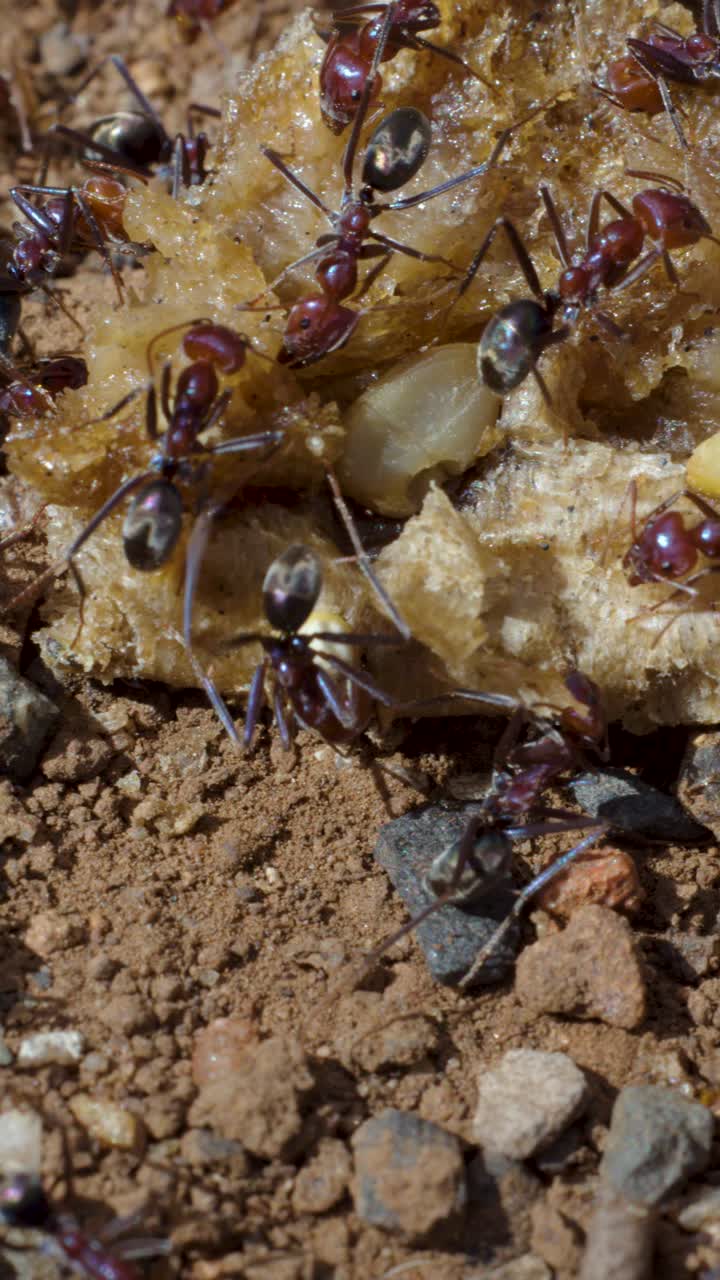 Primo piano macro di formiche Iridomyrmex che lavorano insieme su un avanzo di cibo, luce naturale del giorno, terreno naturale.