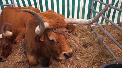 Medium-shot-of-a-sitting-cow-on-interior-calm-ambient