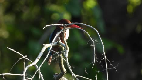 Kingfisher-in-tree-UHD-MP4-4k