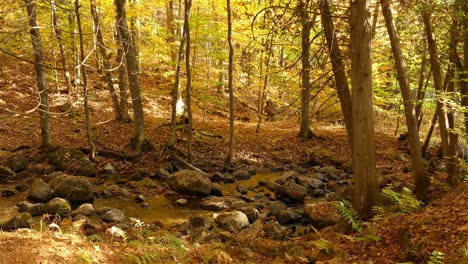 panoramic shot autumn landscape water stream flowing in woods, fall colors scenery