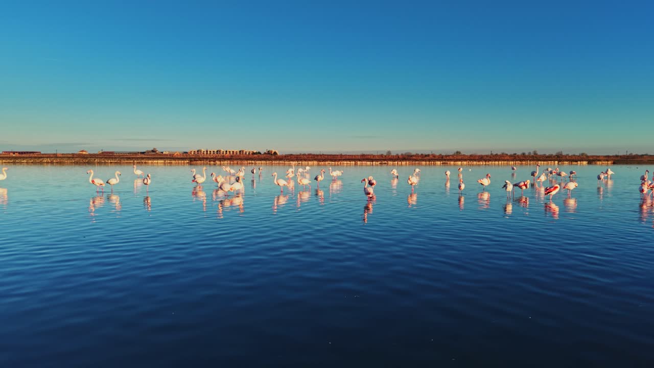 Flamingos gather in shallow water during bright daylight at a wetland