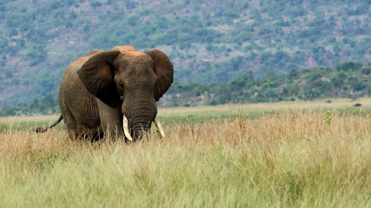 Relaxed African elephant bull feeds peacefully in long grass of savannah