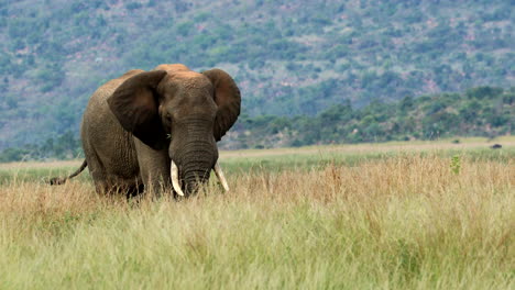 relaxed african elephant bull feeds peacefully in long grass of savannah