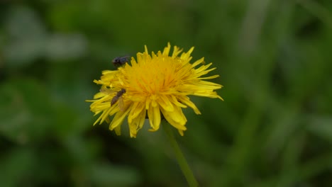 dandelion surrounded by insects and bugs