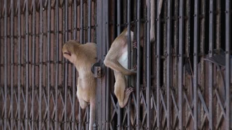 Langschwanzmakaken,-Macaca-Fascicularis,-Lop-Buri,-Thailand