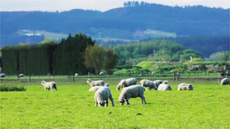 new zealand sheep graze on green field near the city of rangiora new zealand - steady shot