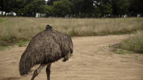 澳大利亞的emu 鳥 野生動物在農村內陸的場景 清潔羽毛近距離