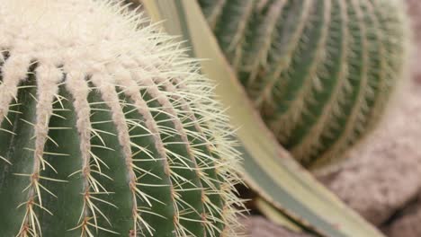 racimo de cactus de barril dorado (echinocactus grusonii) en un jardín árido tropical