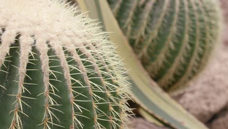 golden barrel cactus (echinocactus grusonii) cluster in tropical arid garden