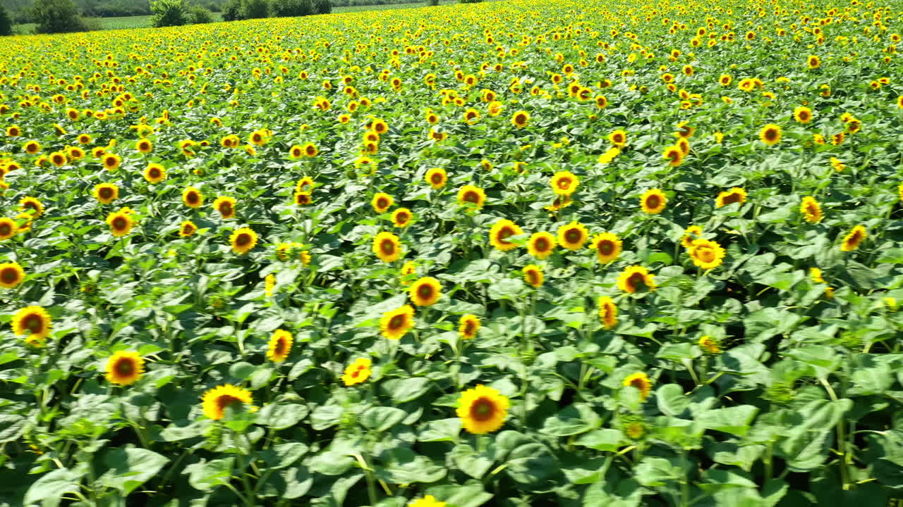Aerial view of sunflower field. Flight over beautiful large sunflower field