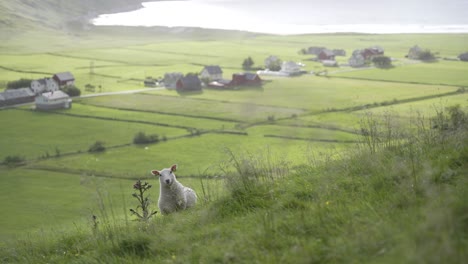 majestätische wiesen für schafe an der norwegischen küste, windiger tag