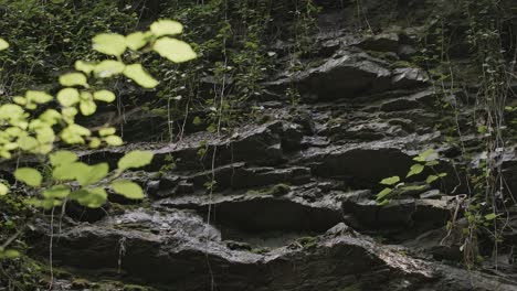 Rocky Wall with Lush Vegetation