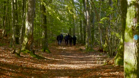 Un-Grupo-De-Personas-Vestidas-De-Negro-Caminando-Juntas-Por-Un-Bosque-De-Hayas