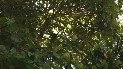 un loro sentado entre hojas verdes exuberantes en la isla de coiba, panamá