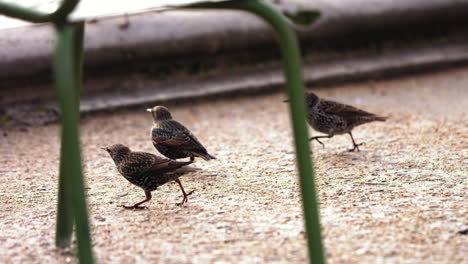 Slow-motion-footage-of-little-black-birds-at-a-fountain-running-away-from-a-person-that-is-shooing-them