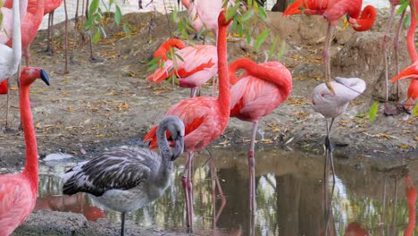 flamingos or flamingoesare a type of wading bird in the family phoenicopteridae, the only bird family in the order phoenicopteriformes.