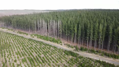 drone aerial pan up over young pine forest showing a tall green pine forest and a land clearing