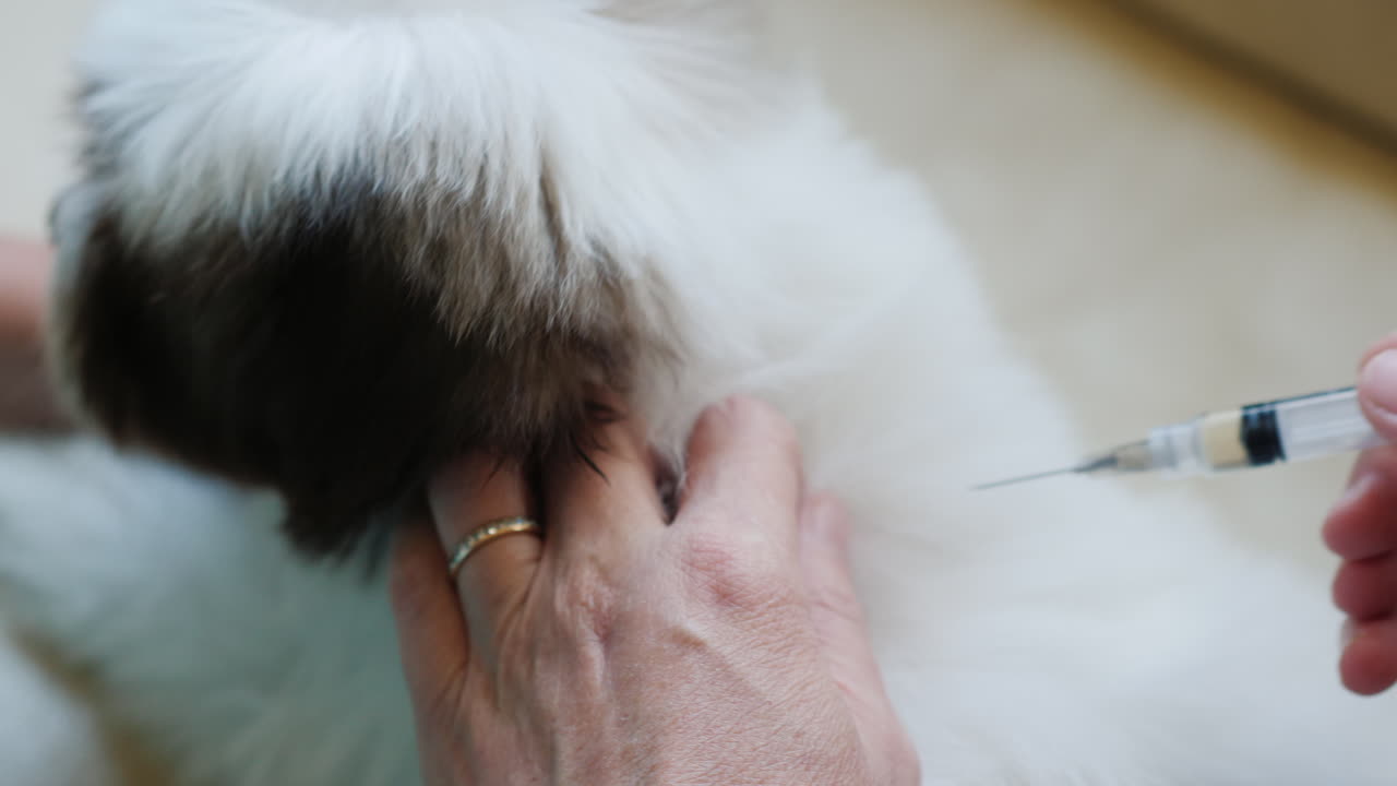 수의사 예방 접종 강아지