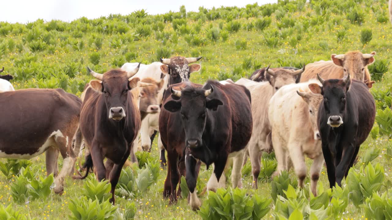 Cows together grazing in a field. Cows running into the camera.
