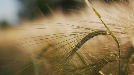 Golden,-ripe-barley-field-with-bright-summer-sun-shine-,beauty-of-countryside,-crop-season,-ears-swaying-in-the-wind,-close-up,-soft-background