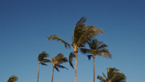 Palmeras-Arrastradas-Por-El-Viento-Contra-El-Cielo-Azul-En-Hawaii