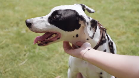 vrouw die een hond aaiet