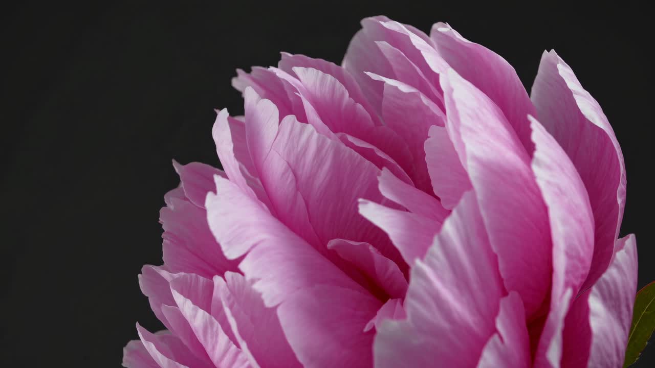 Primo piano di una peonia rosa contro uno sfondo scuro, ripreso da un'angolazione laterale.