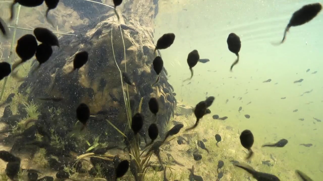 Girini che nuotano intorno a una roccia sommersa in uno stagno poco profondo in Estonia.