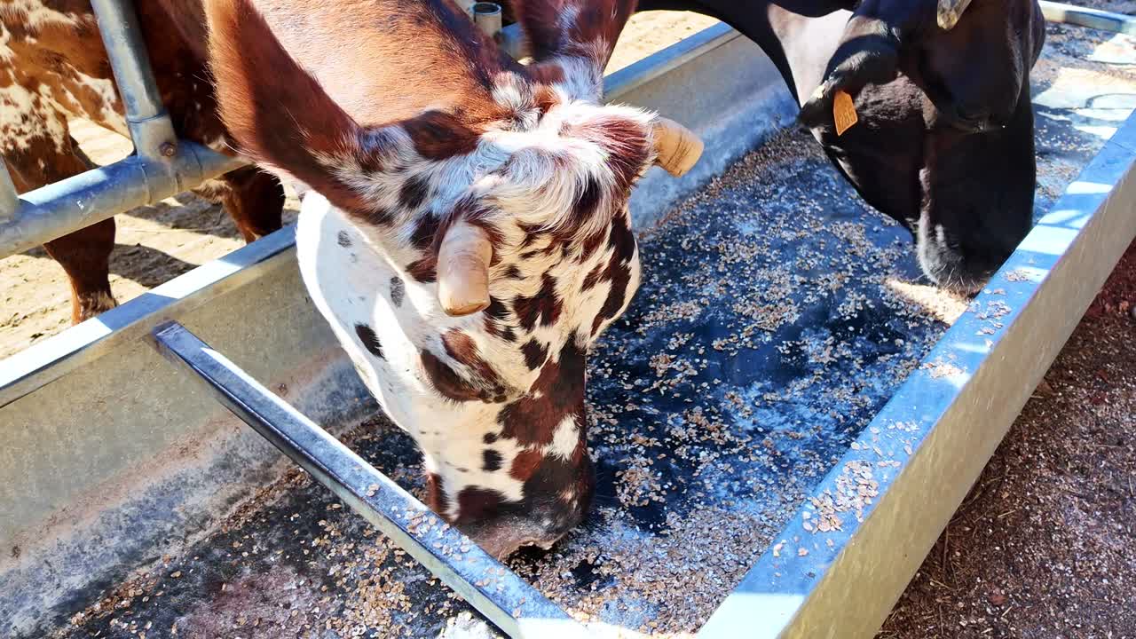 Close-up of dairy cows eating grain from trough in modern farm barn