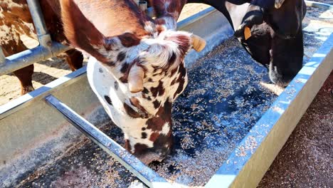 close-up of dairy cows eating grain from trough in modern farm barn