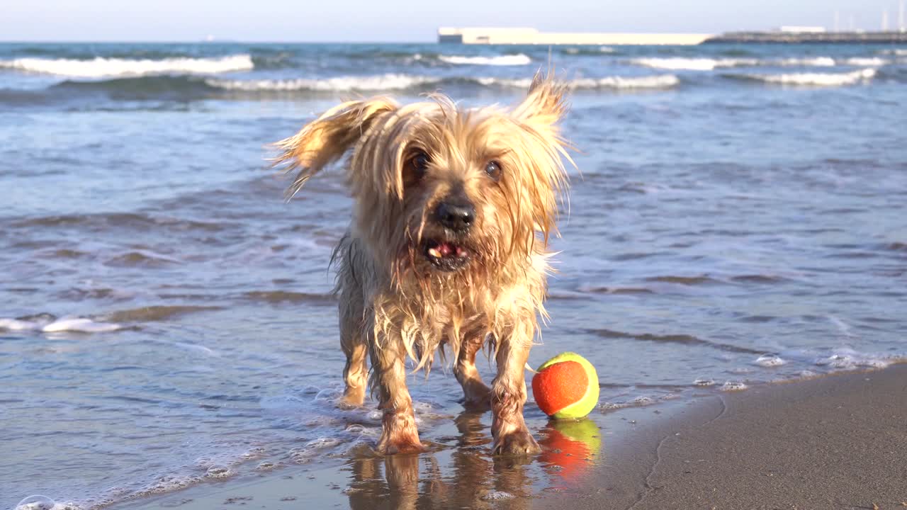 공을 들고 해변에서 놀고자 하는 개 는 소리