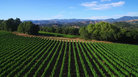 a high aerial over rows of vineyards in northern california's sonoma county  4