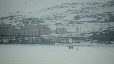 Una-Madre-Osa-Polar-Y-Su-Cachorro-Deambulan-Por-Un-Paisaje-Helado-En-Svalbard.