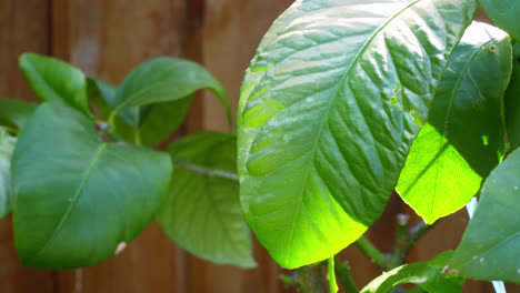 dappled sunlight shining through lemon tree leaves on a hot summers day