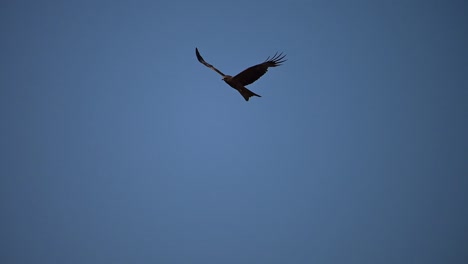 Pájaro-Cometa-Negro-Volando-En-El-Cielo-Azul