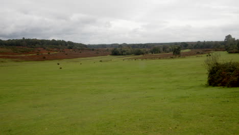 Tomada-Mirando-Al-Sur-Del-Fondo-De-Herradura-Y-Longslade-Heath-Con-Perros-En-El-Nuevo-Bosque.