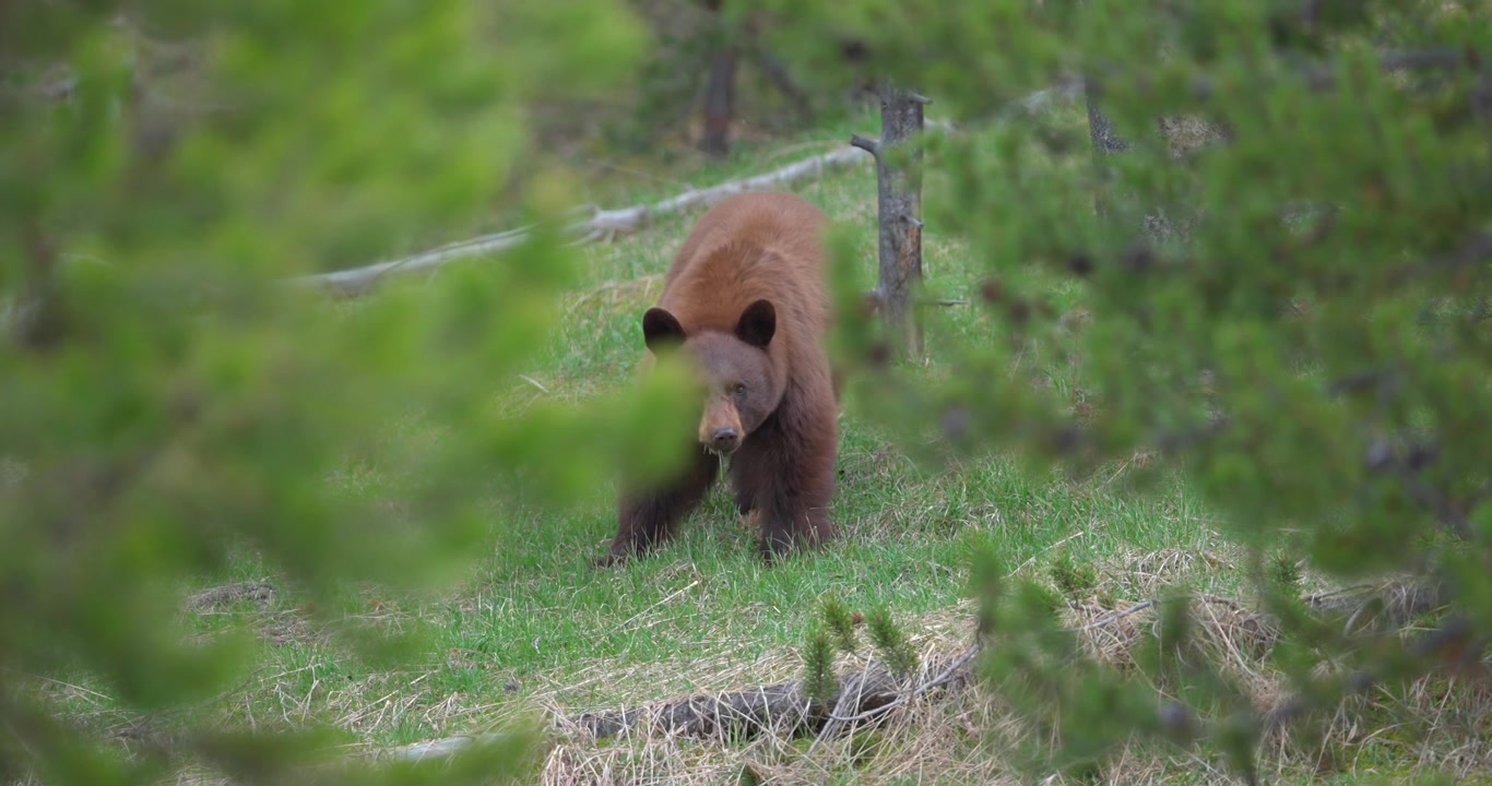 Ripresa cinematografica di un orso nero americano naturalmente incorniciato tra due alberi in una tranquilla natura selvaggia nordamericana. Filmato introduttivo ideale sulla fauna selvatica con una forte composizione naturale.