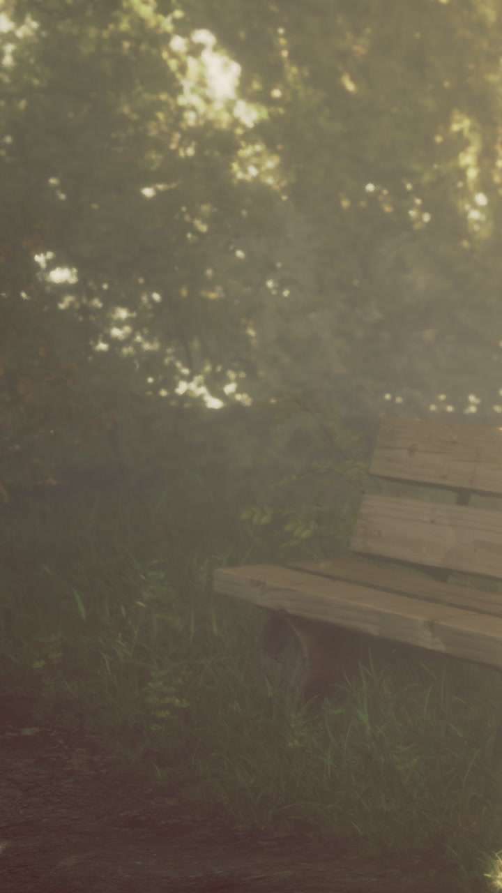 Bench in a park surrounded by trees during the afternoon light