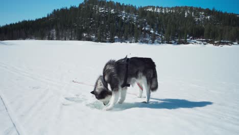 alaskan malamute dog digging snow during winter