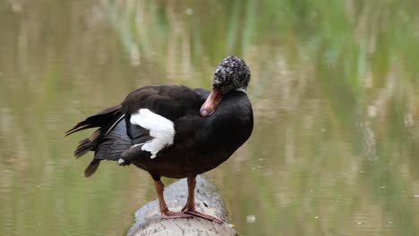 White-winged-Duck,-Asarcornis-scutulata,-Thailand