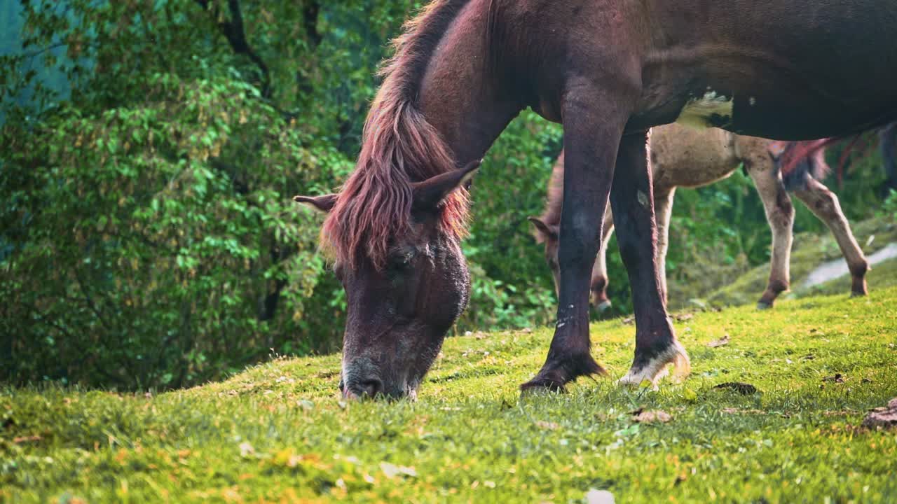 caballos marrones pastando en los pastos verdes junto a las montañas del himalaya - caballo moviendo la cola y la melena para expulsar a las moscas de su cuerpo en manali, himachal pradesh, india
