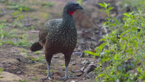 close up frontal shot of the red knot curassow which is endangered but still occurs in espírito santo, bahia and minas gerais in southeastern brazil