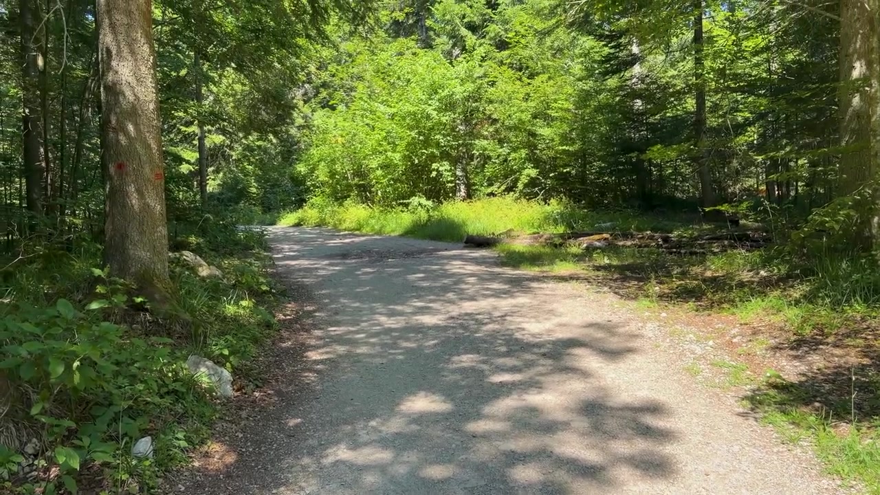 La telecamera si alza da ciottoli baciati dal sole verso una stretta strada di montagna che si snoda attraverso una fitta foresta verde su Tara, in direzione del punto panoramico di Banjska Stena in Serbia