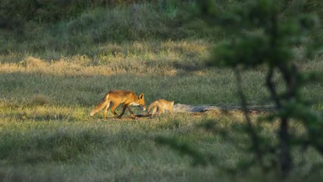 vixen red fox with baby cub run over grassy opening to their den